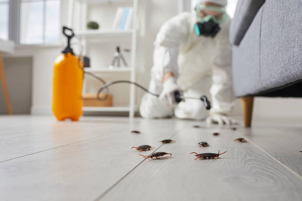 Affordable Termite Control solutions in Rupert, ID